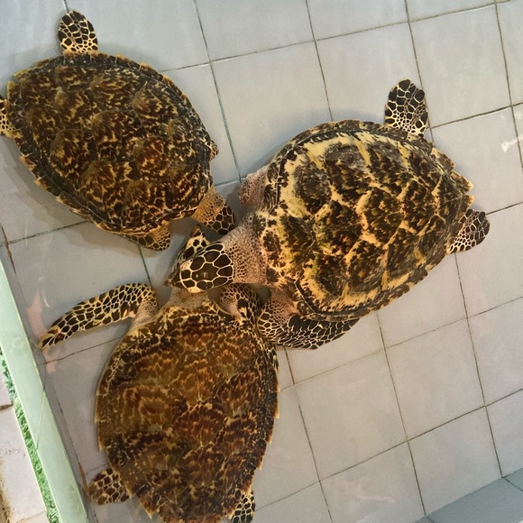 Meet your Posher, Torrey - Picture 12 of 14